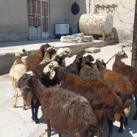 گوسفندآبستن