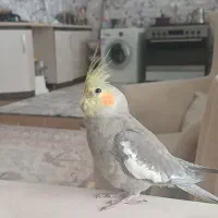 گمشده در کوی الهیه