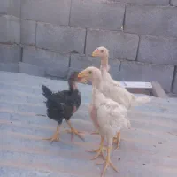 لاری مینیاتوری