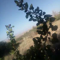 باغ پسته