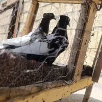 کفتر پرشی و جفتگاه