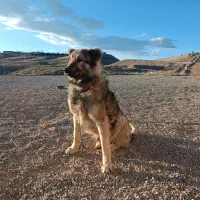 سگ.|سگ|زنجان, |دیوار