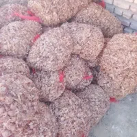 خرید و فروش پیاز زعفران