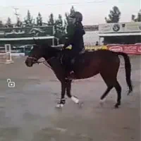اسب مادیان ترکمن5سال سن داره، سوارکاری پیست پرش،