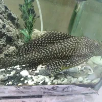 گربه ماهی لجنخوار