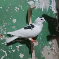 ماشین موتور اسباب بازی