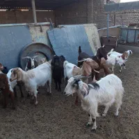 گوسفند
