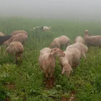 گوسفند دامازدیخ تماس