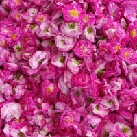 گل محمدی