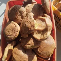 نان گندم محلی شهر بابک