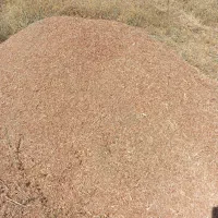 علف گیاه خوش