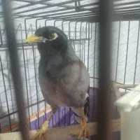 مرغ مینا سخنگو