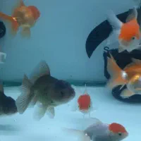 سری جدید ماهی زینتی آکواریوم سانفیش شارژ شد