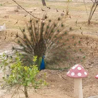 جوجه طاووس