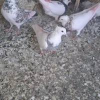 کفتر