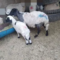 میش  و بره جوان