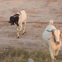 گوسفند چاق بخته