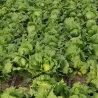 فروش کاهو سالادی