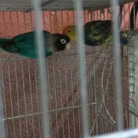 جفت کوتوله کارداده