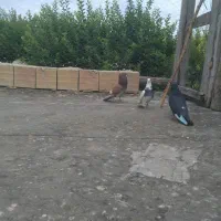 کبوترای گرفتنی