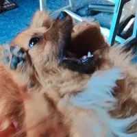 سگ پامر|سگ|بندرعباس, |دیوار