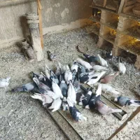 کفترپرشی یکجا
