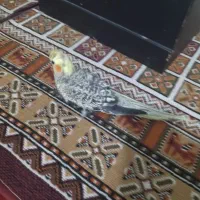 جوجه عروس دو ماه گلباقالی طاووسی