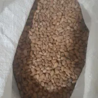 بادام تلخ