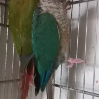 جفت گرینچیک تازه بالغ تست دار