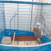 عروس هلندی