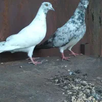 یک جفت کفتر پرش ۱۰‌ ساعتی ۲میلیون