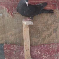 کبوتر گلی کلاغگوهک پلنگ