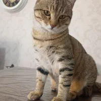 گربه DSH|گربه|هشتگرد, شهرک ارم شرقی|دیوار