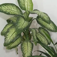 گل دیفن ماده