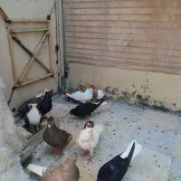 کبوتررنگی