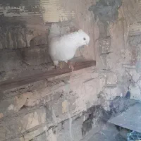کفتر تهرونی و دمگیر دستگردی