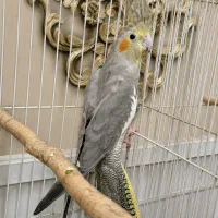 عروس هلندی و قناری