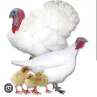بوقلمون