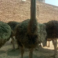 فروش شتر مرغ