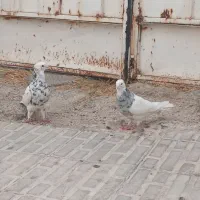 یه جفت طوق شازده بزن