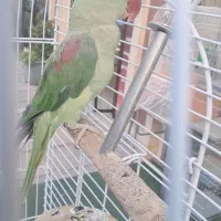 جوجه شاه طوطی اسکندر شش ماهه