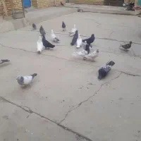 درود رنگی باپلاکی