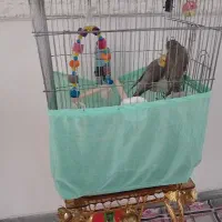 قفس عروس هلندی