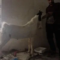 بز پاکستانی اصیل