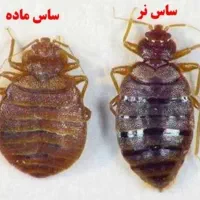 سمپاشی و ریشه کنی ساس و سوسک و.. با ضمانت ۱ ساله