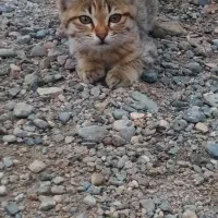 واگذاری گربه خانگی