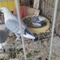 کبوتر ساتن
