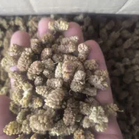 توت خشک