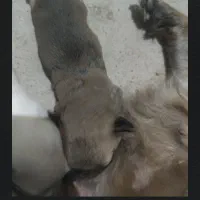 توله پا کوتاه