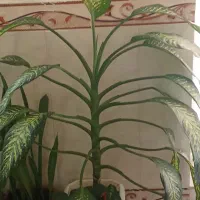 گل گوش فیلی